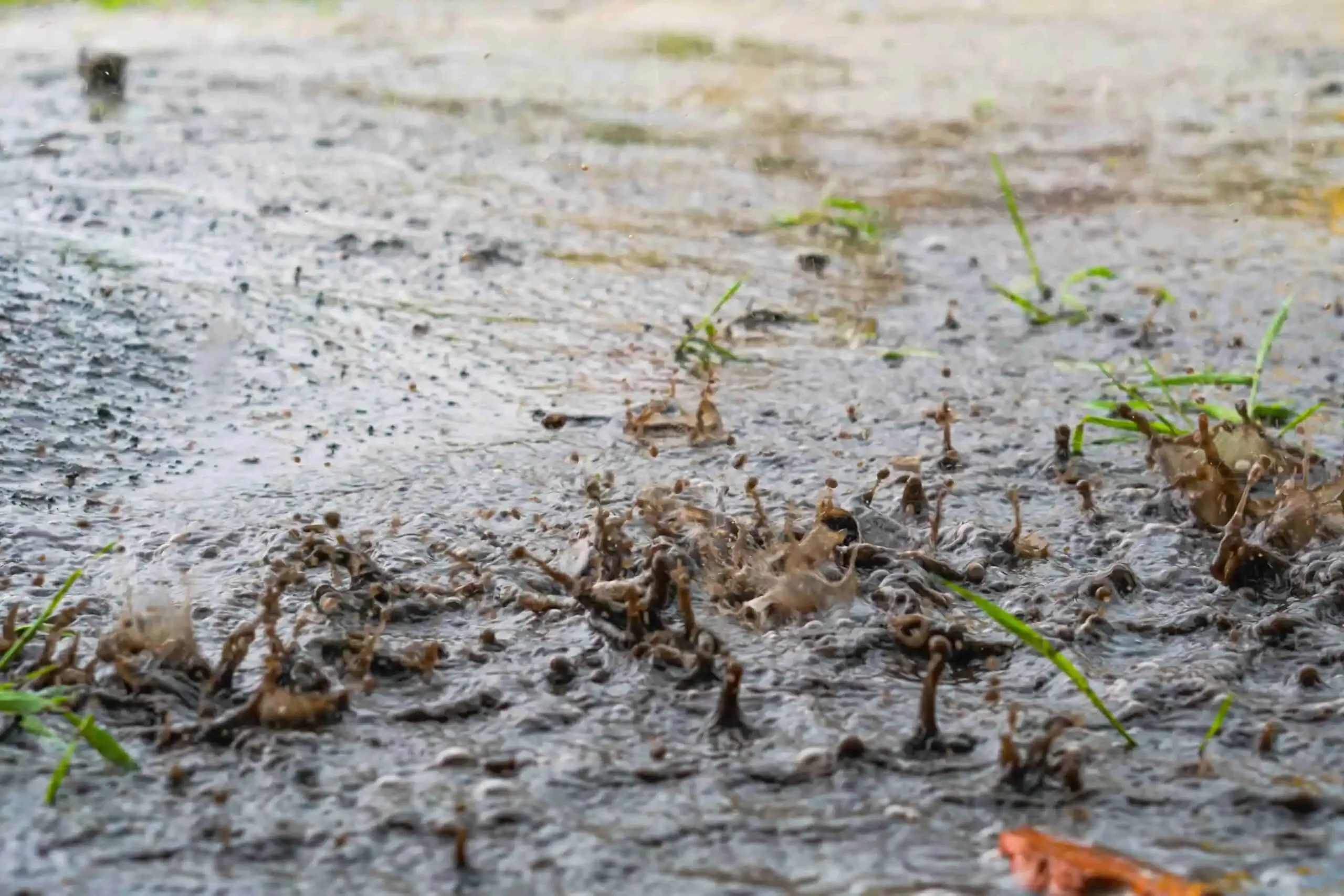 Close-up of rainwater splashing on the ground, creating small mud formations, and causing bits of grass to poke through the water—an organic water feature that nature provides without any services needed from your local HOA.