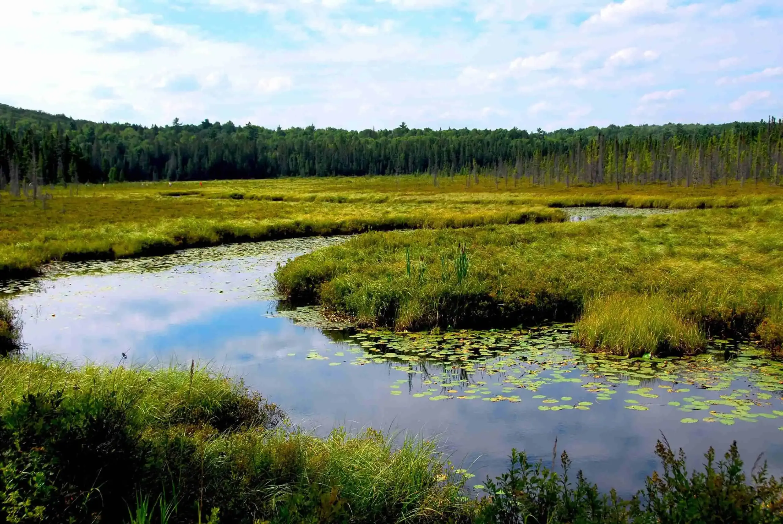 A well-managed wetland with water lilies on a marshy pond, surrounded by tall grasses and distant forest under a partly cloudy sky.