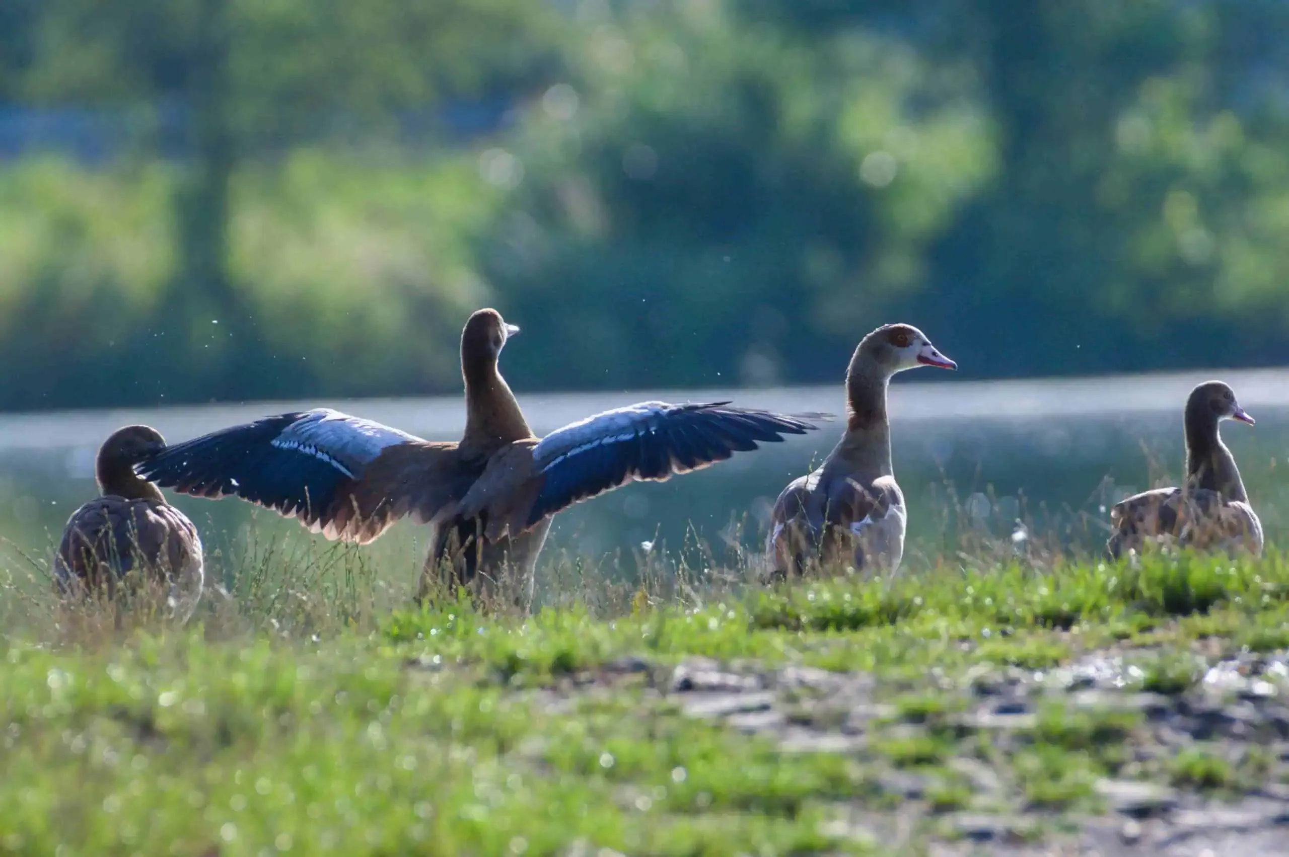 Four geese stand in a grassy area near water. One goose, part of an aquatic species, has its wings spread open, while the rest are standing with wings closed. Trees and blurred greenery are visible in the background.