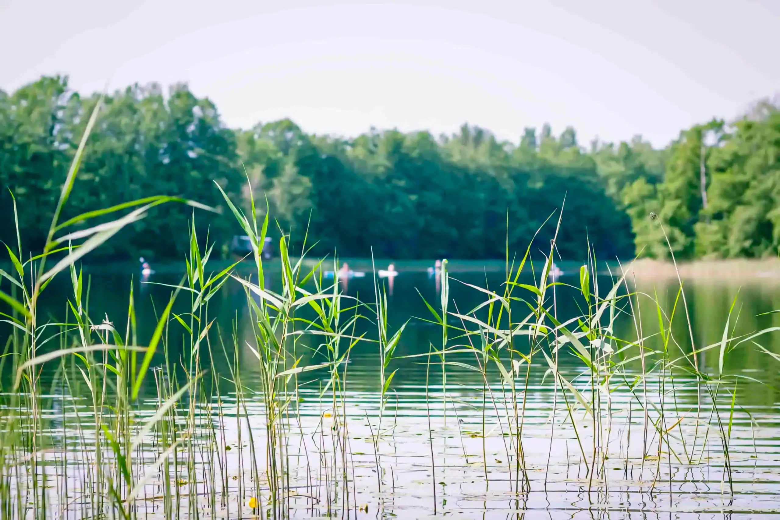 Reeds by a calm lake with blurred canoes in the distance and a tree-lined shoreline in the background under a bright sky, showcasing natural erosion management.