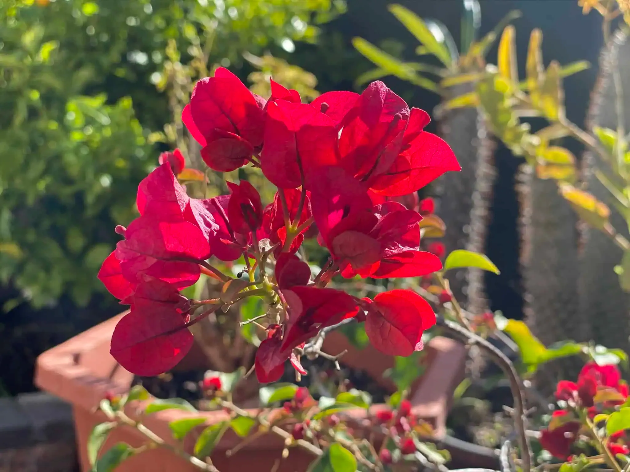 A close-up of vibrant red bougainvillea flowers with green leaves, set against a backdrop of various plants projects a captivating scene. The flowers are illuminated by sunlight.