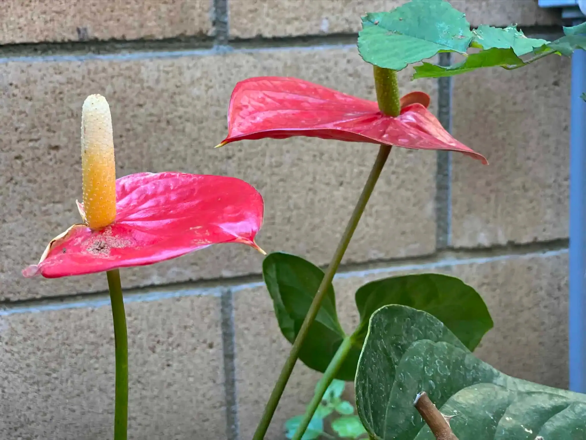 Two red anthurium flowers with yellow spadices project vibrantly against a brick wall backdrop. Green leaves surround the flowers, some showing slight signs of wear.