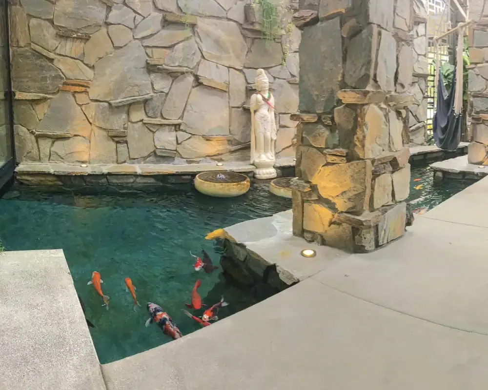 Indoor koi pond with large stone columns, a statue, and koi fish of various colors swimming in clear water. Our services ensure the pond remains a tranquil oasis.