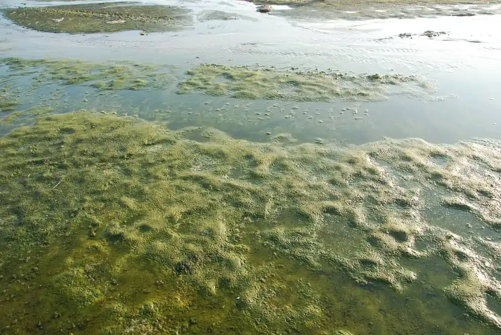 Chemical vs natural algae control