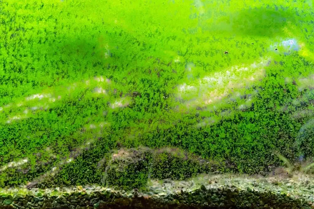 Get Rid Of Algae In Your Aquarium Best Practices For Fish Tank Cleaning