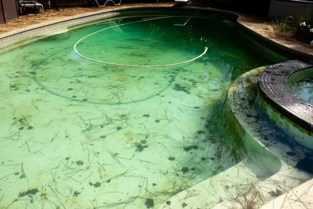 Understanding The Different Types Of Pool Algae