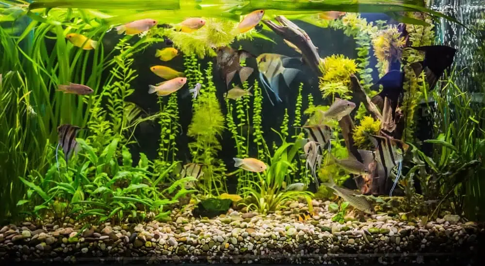 What Causes Algae Growth In Fish Tanks And Aquariums