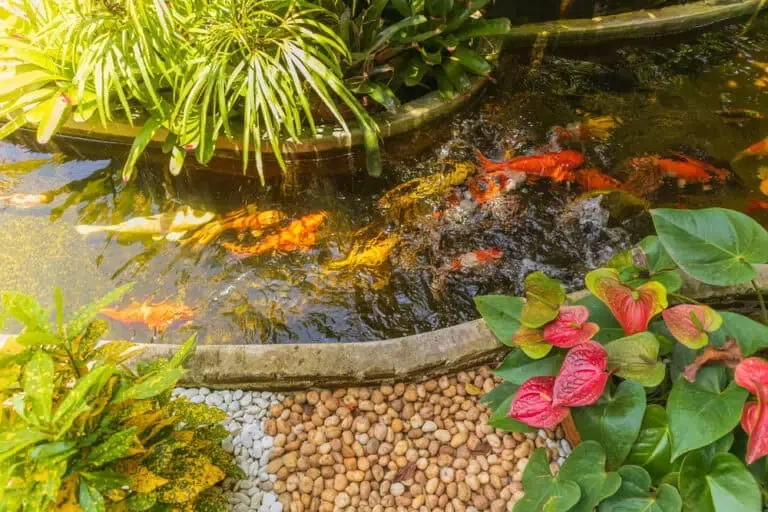 Average Costs of building A Koi Pond