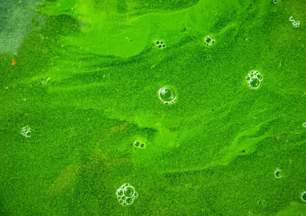 Close-up of bright green algae covered water with scattered bubbles and ripples.