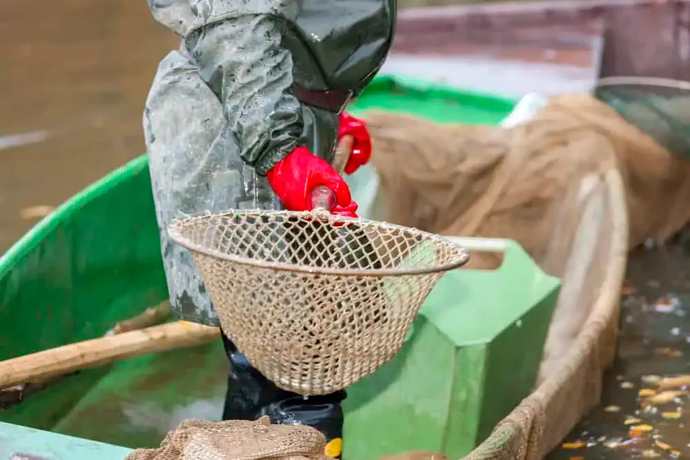 Effective Pond Maintenance Strategies To Prevent Algae Overgrowth