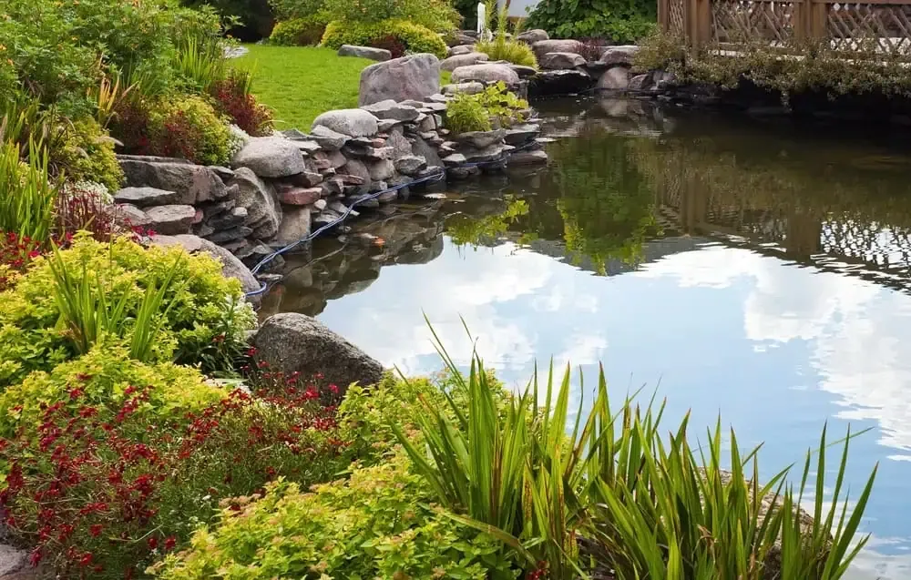 How Much Does A Koi Pond Really Cost In 2024?