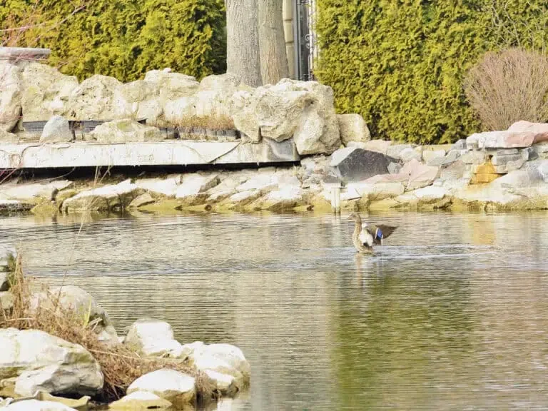A lone goose swims in a calm pond, perfectly maintained by a discreet Pond Filtration System, surrounded by rocks, bushes, and trees in a landscaped area.