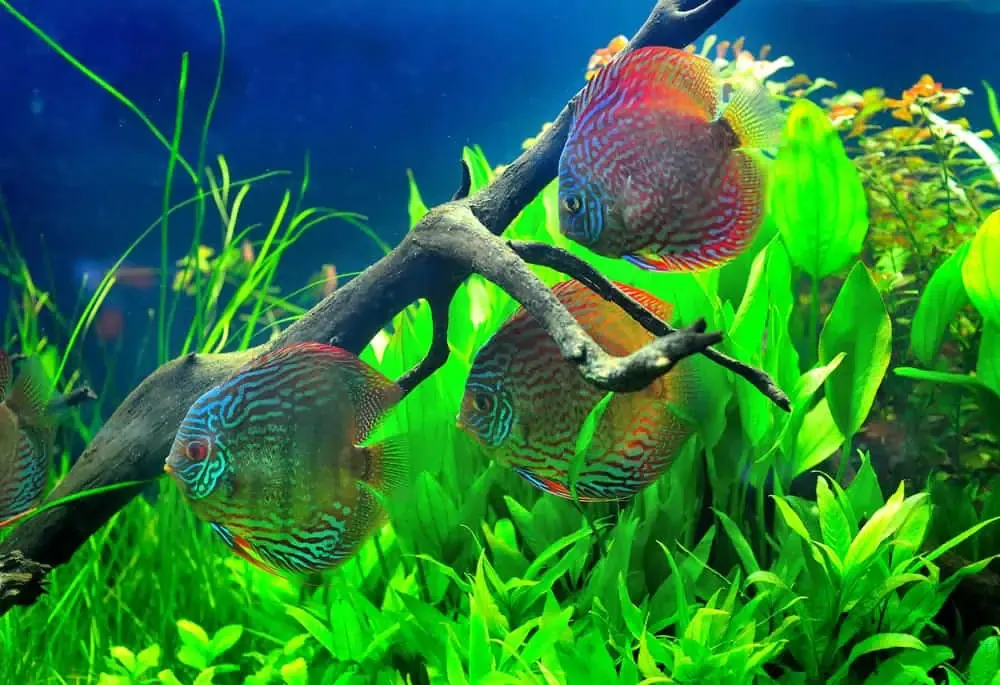 Long-Term Strategies To Get Rid Of Algae In Aquariums