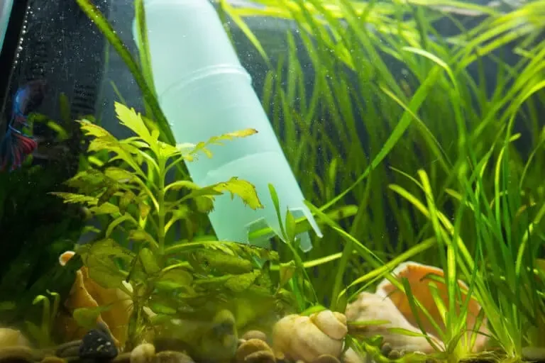 Methods To Remove Algae From Fish Tanks