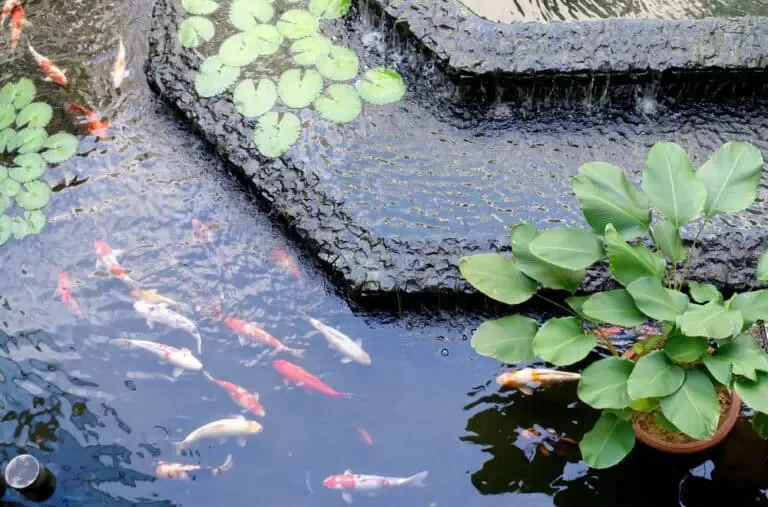Ongoing Costs Of Maintaining A Koi Pond