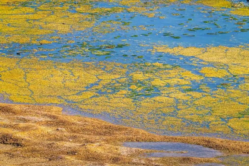 A body of water covered in a mosaic of vibrant colors, with green and yellow algae interspersed among patches of clear blue water.