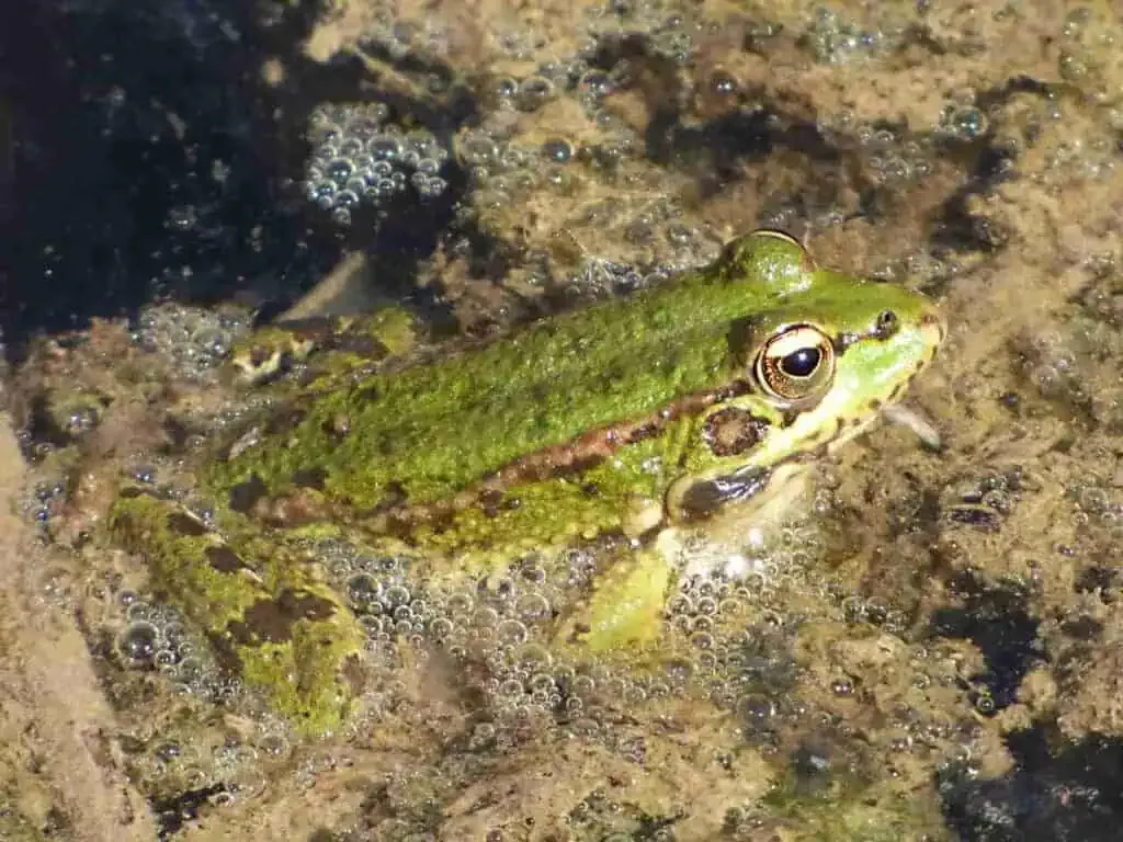 A green frog with dark spots is partially submerged in murky water, surrounded by vibrant colors of algae and tiny bubbles.