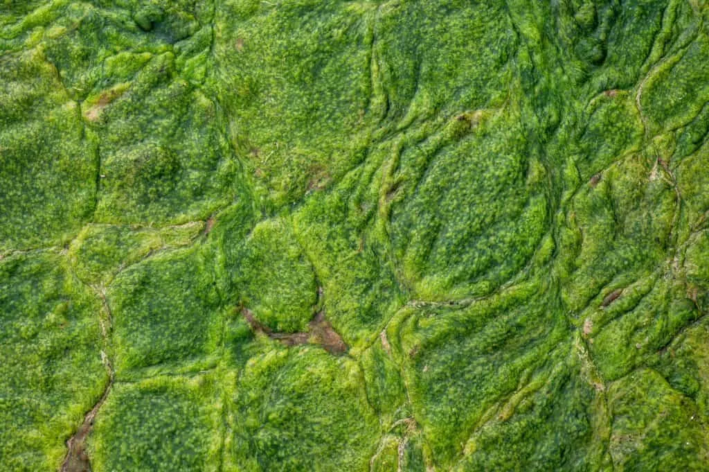 Close-up of a textured surface covered with green algae, showcasing a guide to intricate patterns and shades of green.