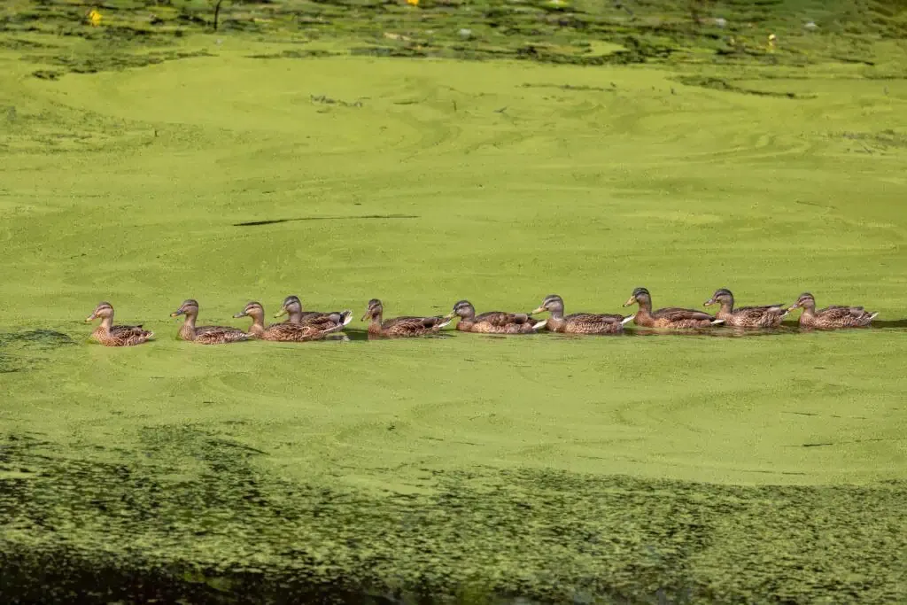 A line of ducks swims together in the green, algae-covered water, their synchronized movement creating a beautiful contrast of colors.