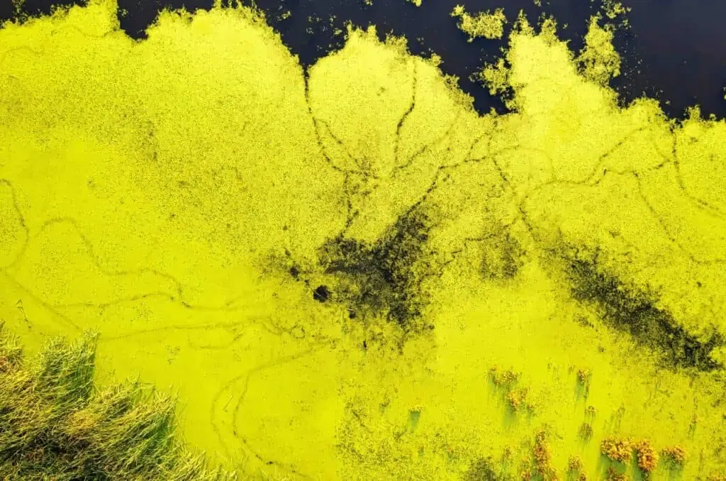 Aerial view of a pond with vibrant green algae covering the surface, patches of open water creating a beautiful mosaic of colors, and grass lining the edge.