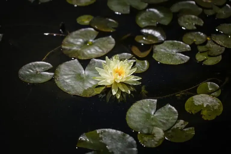 pond lily flower | Lake Management Inc.