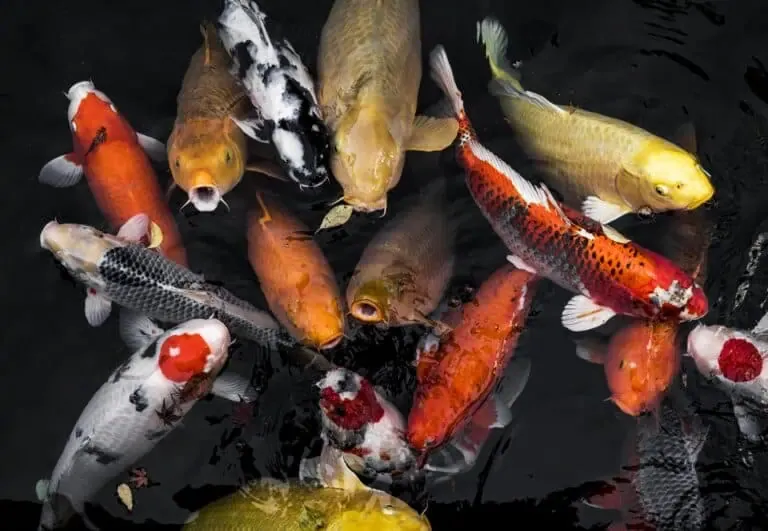 A variety of colorful koi fish swim in dark water, with vibrant hues of orange, yellow, white, and black, all flourishing thanks to careful pond maintenance and improved water quality.