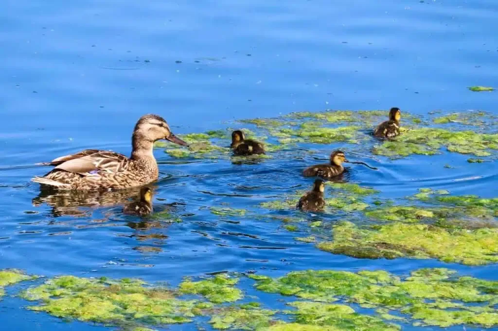 A duck swims in a pond surrounded by five ducklings and patches of green algae.