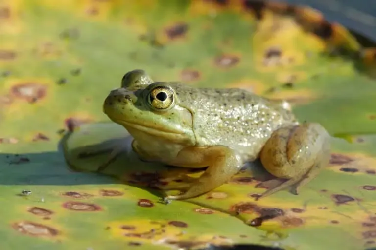 Are There Specific Types Of Plant Or Animal Life Unique To Lakes Or Ponds