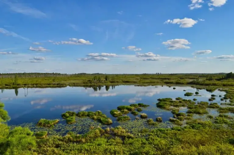 A serene landscape showcases a tranquil pond encircled by lush green vegetation under a clear blue sky with scattered clouds.