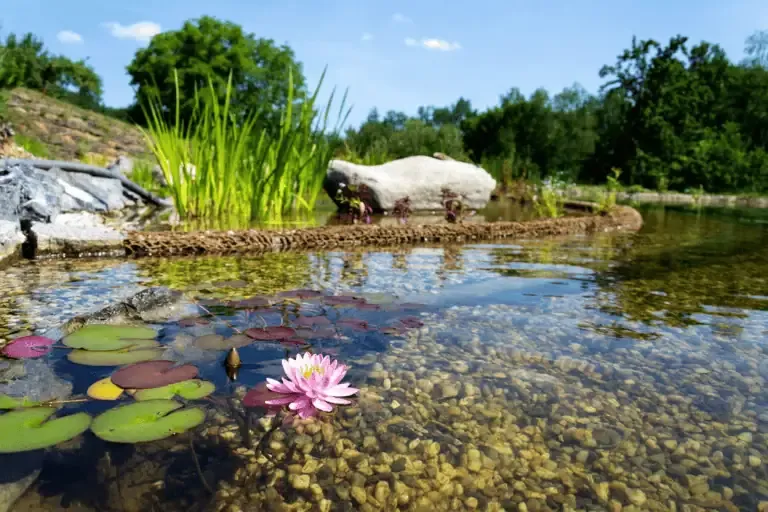 A California pond with clear water, visible pebbles, lily pads, a pink water lily, tall green plants, and trees in the background under a blue sky—ideal for trying DIY algae control.