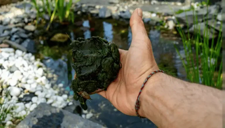 A hand holding a dark green clump of algae or pond debris in front of a small California garden pond, perfect for DIY Algae Control among rocks and plants.