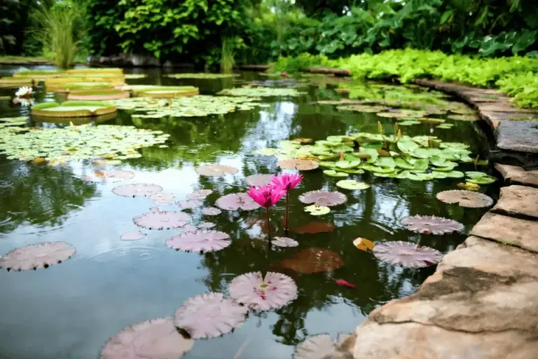 A pond with water lilies and lily pads, bordered by stone and lush green plants, with a single pink water lily blooming in the foreground.