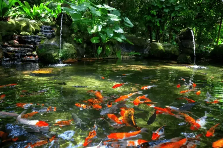 Colorful koi fish swim in a clear California pond surrounded by lush green plants, with small waterfalls flowing from rocks into the water—perfect for those interested in DIY algae control.