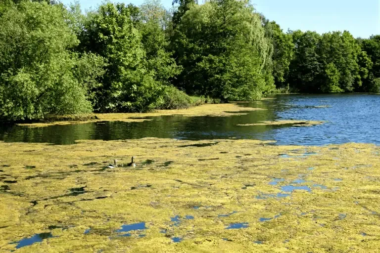 A pond in California, partially covered with green algae, is surrounded by dense trees. Two ducks swim near the center of the image, hinting at the need for DIY Algae Control to maintain a healthier habitat.