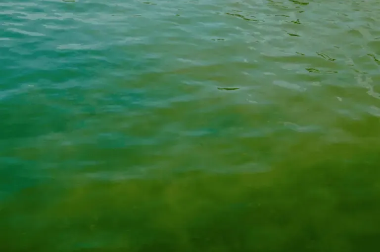 Rippling green-tinted water with visible light reflections and subtle color gradients across the surface, reminiscent of pond algae blooms often seen in California.