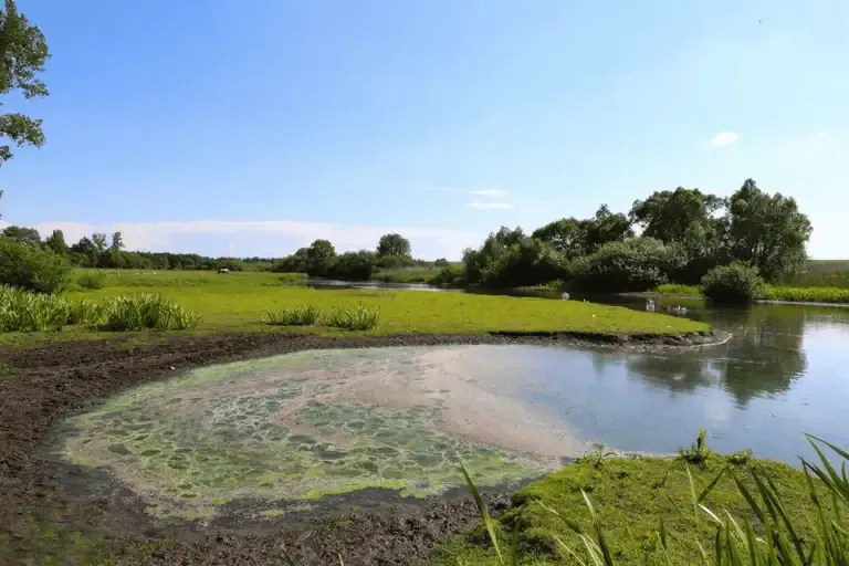 A California pond with patches of Pond algae on the water surface, surrounded by grassy banks, trees, and a clear blue sky.