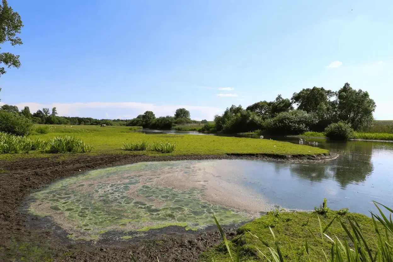 A California pond with patches of Pond algae on the water surface, surrounded by grassy banks, trees, and a clear blue sky.