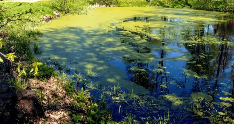 A pond in California with clear blue water partially covered by green algae blooms, surrounded by grass, plants, and trees reflecting on the surface.