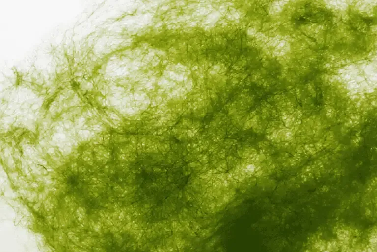 Close-up view of tangled green pond algae strands, reminiscent of those seen during algae blooms in California, set against a white background.