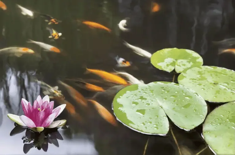 Koi fish swim in a pond with a pink water lily and green lily pads covered in water droplets—knowing the common causes of why fish die in backyard ponds is key to preventing problems and keeping your koi healthy.