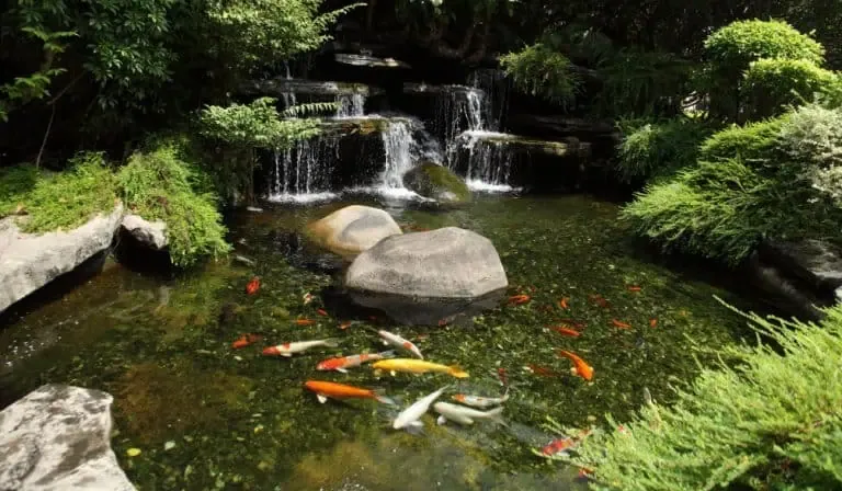A small waterfall flows into a clear pond surrounded by rocks and greenery, with colorful koi fish swimming in the water—a perfect spot to practice backyard pond maintenance and ensure proper pond fish care.