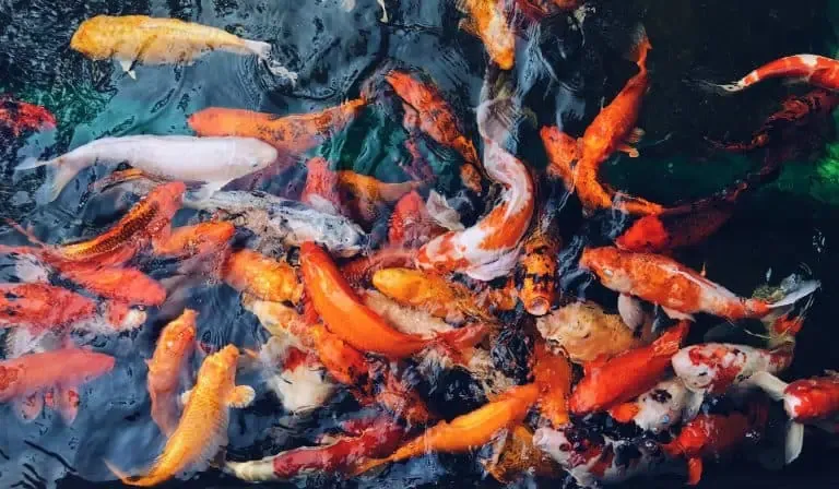 A group of colorful koi fish, including orange, white, and red varieties, swim close together at the surface of a pond—a reminder to learn how to prevent common causes that make fish die in backyard ponds.