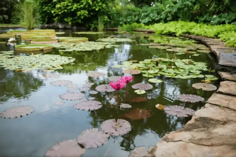 A pond with green lily pads and pink water lilies, surrounded by stone edging and lush green plants. Learn the common causes of fish die in backyard ponds and how to prevent them for a healthy, thriving aquatic environment.