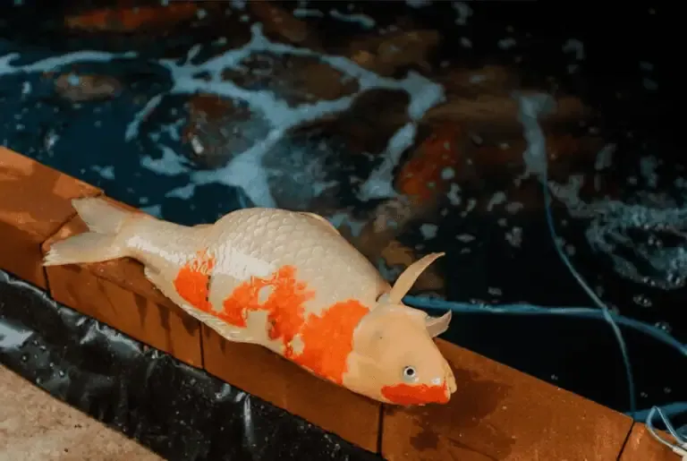 A koi fish with orange and white markings lies on a brick edge next to a backyard pond, while other koi swim in the water—a reminder of how important pond maintenance is so fish don’t die in ponds.