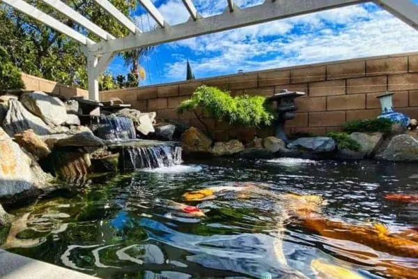 A koi pond in a backyard with a waterfall.