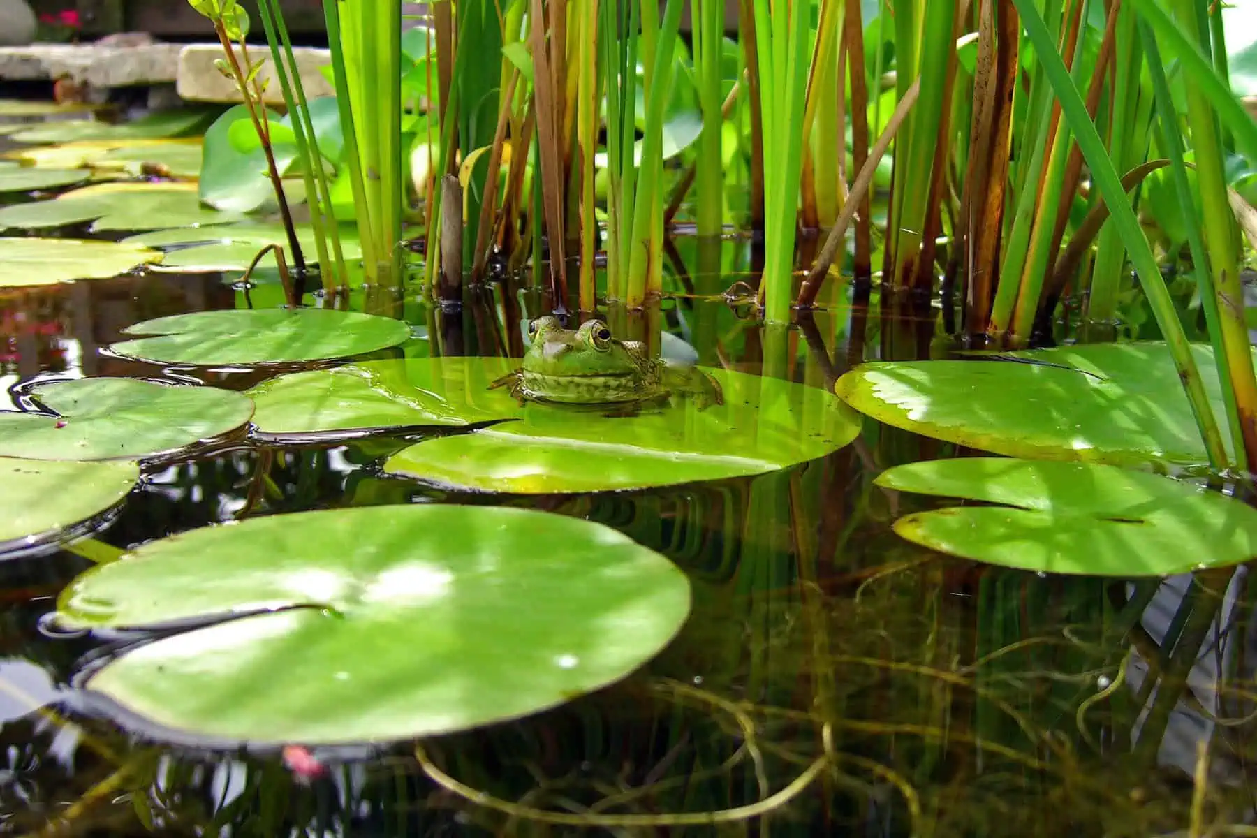 How Do You Kill Lily Pads Without Harming Fish