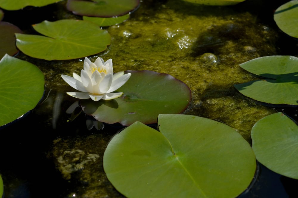 Chemical Vs. Natural Algae Control Methods For Ponds And Lakes